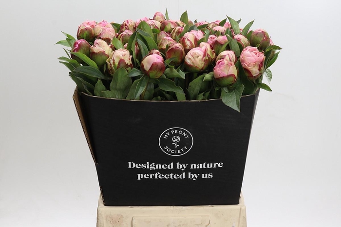 <h4>Paeonia Gardenia</h4>