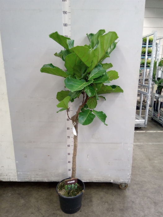 <h4>Ficus lyrata</h4>