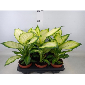 Dieffenbachia  'Summer Style'