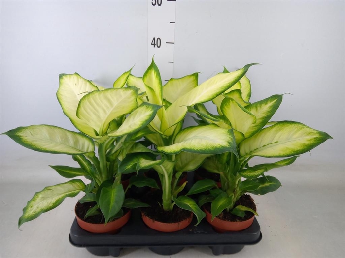 <h4>Dieffenbachia  'Summer Style'</h4>