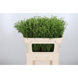 Lepidium Vir. Gwelo Green