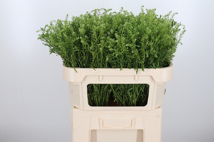 <h4>Lepidium Vir. Gwelo Green</h4>