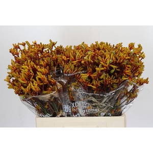 Anigozanthos Gold Fever