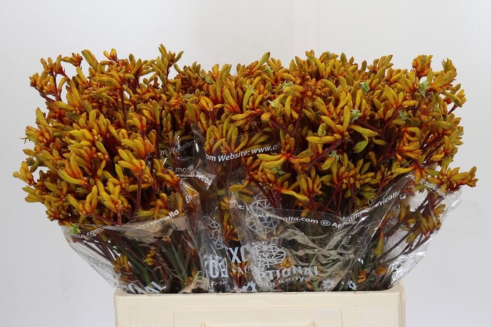 Anigozanthos Gold Fever