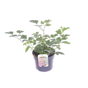 Anemone hupehensis Princess Pink