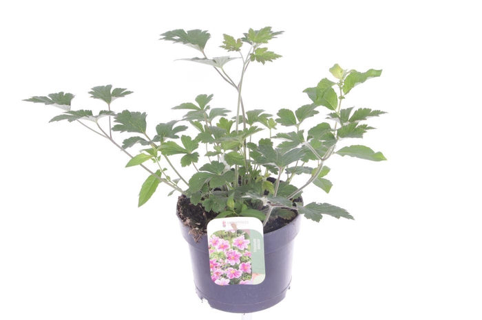<h4>Anemone hupehensis Princess Pink</h4>