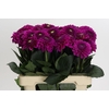 Dahlia Purple Fox
