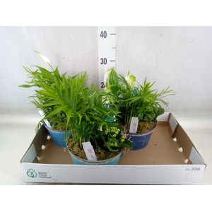 Arr.   Planten L%