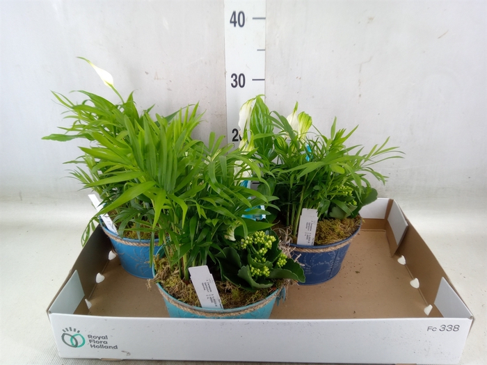 <h4>Arr.   Planten L%</h4>