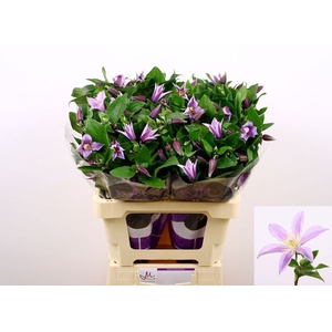 Clematis Star River Marginpar