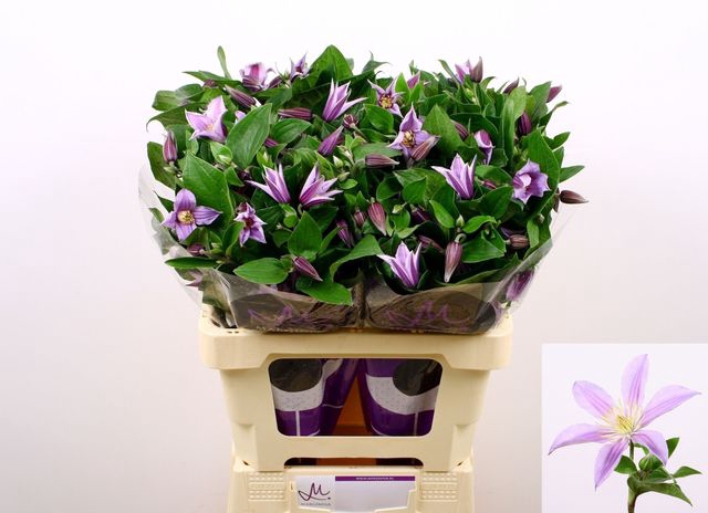 <h4>Clematis Star River Marginpar</h4>