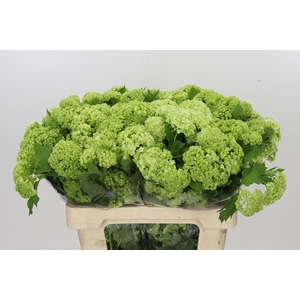 Viburnum Roseum