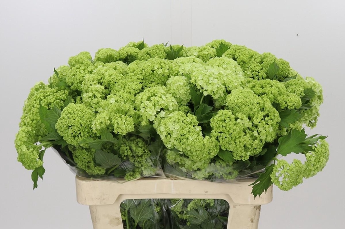 <h4>Viburnum Roseum</h4>