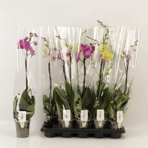 PHAL GEM