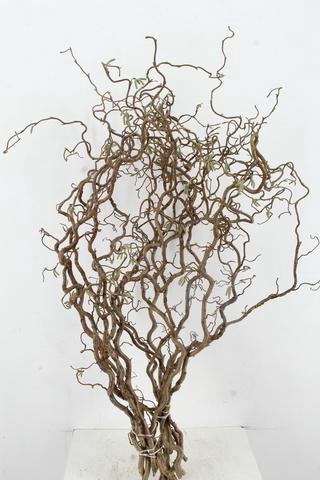 <h4>CORYL AV CONTORTA 2 JARIG 100CM</h4>