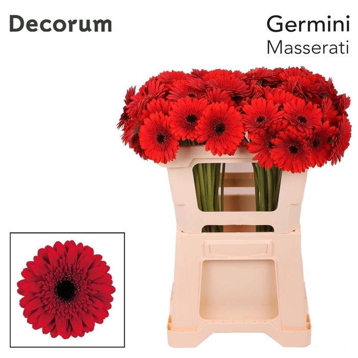 <h4>GE MI MASSERATI</h4>