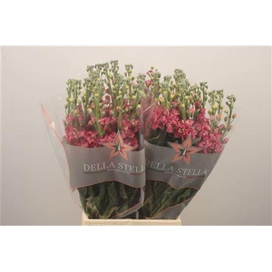 Matth Iron Vintage Brown