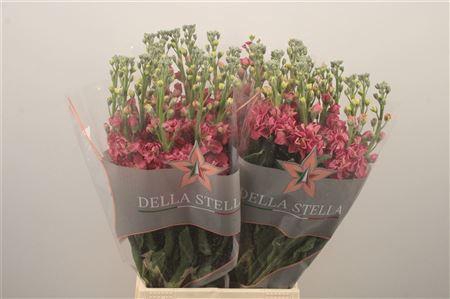 <h4>Matth Iron Vintage Brown</h4>