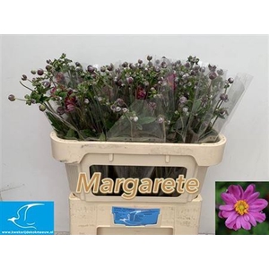 Anemone Margarate