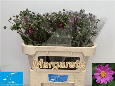 <h4>Anemone Margarate</h4>