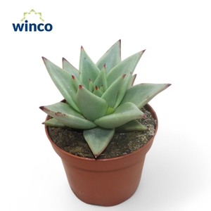 Echeveria Ebony Glow