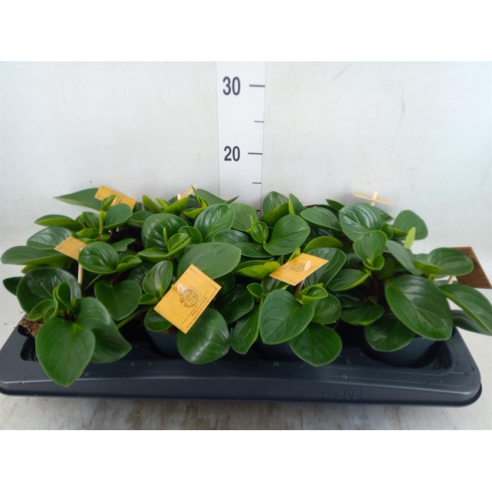 <h4>Peperomia obt. 'Red Canyon'</h4>