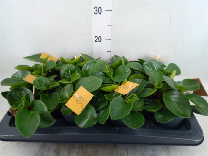 <h4>Peperomia obt. 'Red Canyon'</h4>