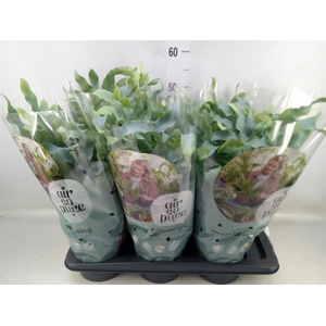 Phlebodium aureum 'Blue Star'