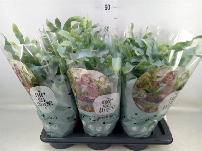 <h4>Phlebodium aureum 'Blue Star'</h4>