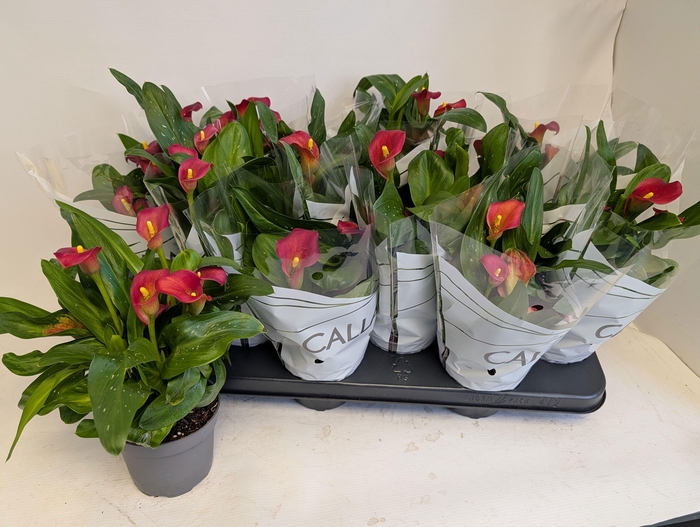 <h4>ZANT MORNING SUN</h4>