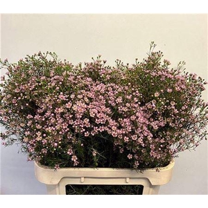 Chame Un Jupiter Sol