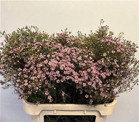 <h4>Chame Un Jupiter Sol</h4>