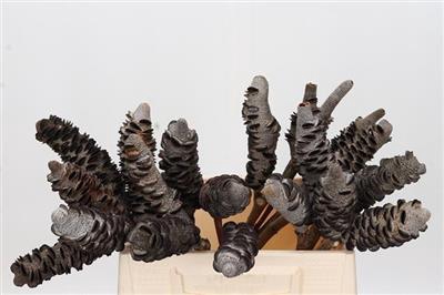 <h4>DROOG BANKSIA KLEINB</h4>
