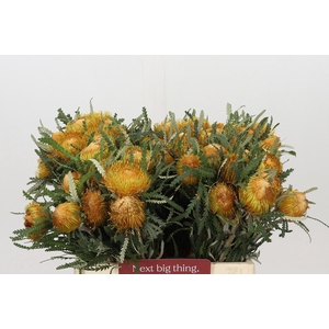 Banksia Dryandra