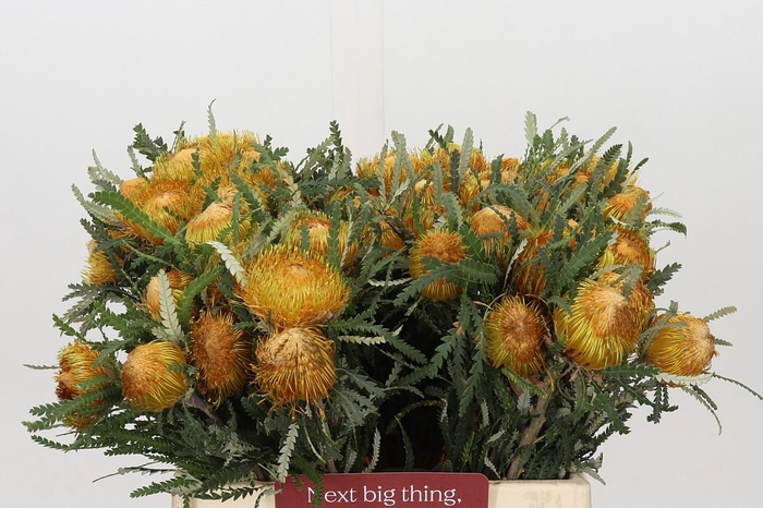 <h4>Banksia Dryandra</h4>