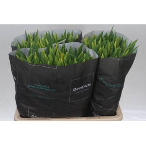 Tulp Enkel Strong Gold