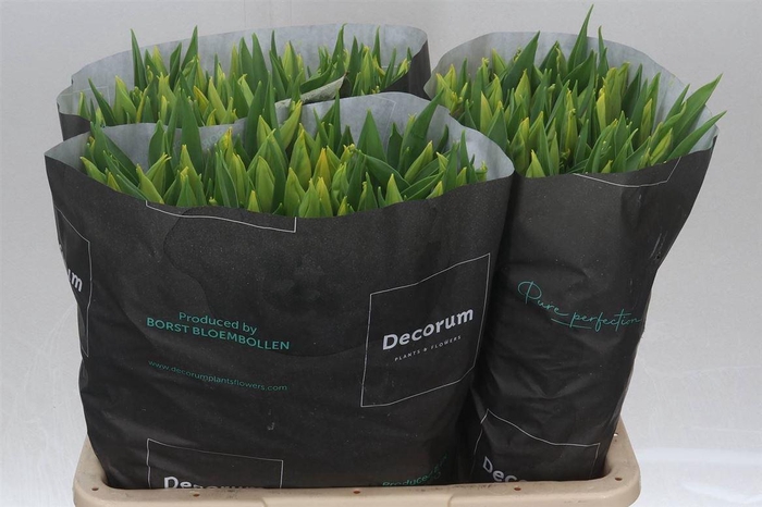 <h4>Tulp Enkel Strong Gold</h4>