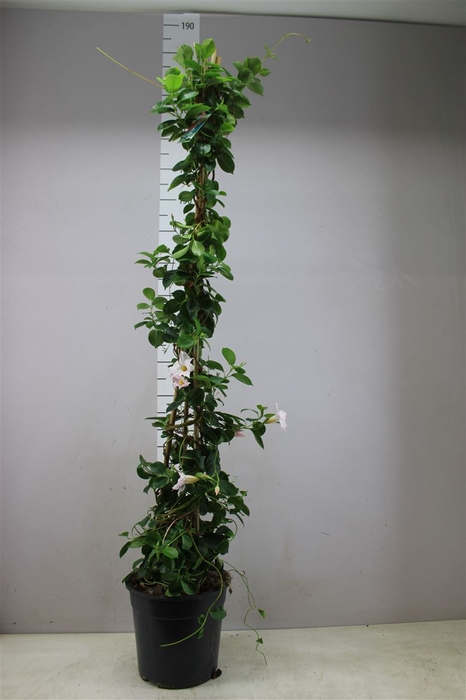 <h4>Mandevilla Sun White Pyramide</h4>