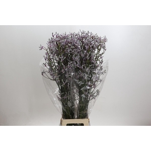 Anigozanthos 'Lilac Queen'