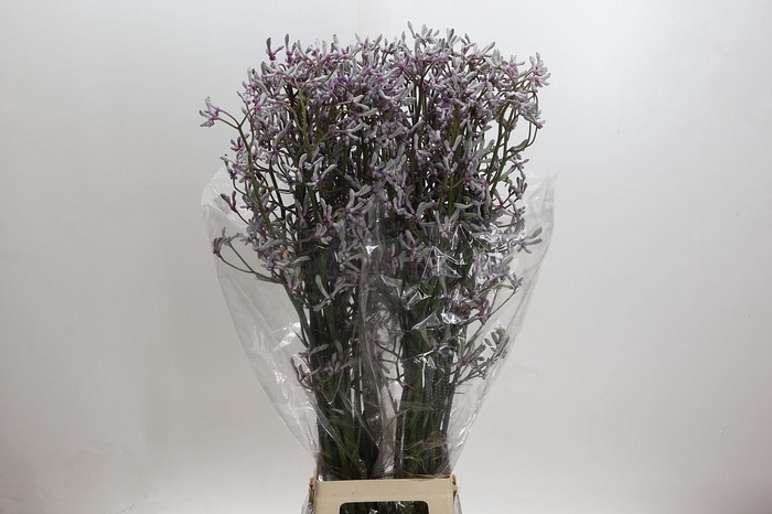 <h4>Anigozanthos 'Lilac Queen'</h4>