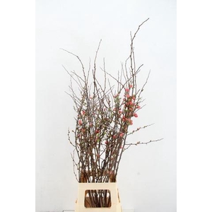 CHAENOMELES JAPONICA PINK 080CM