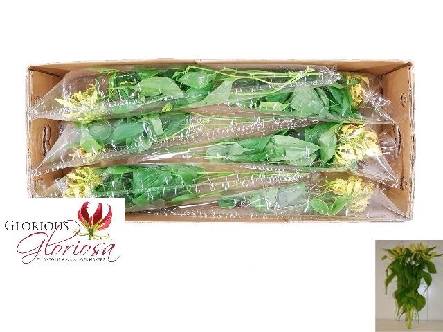 GLORIOSA TWIN COLOUR