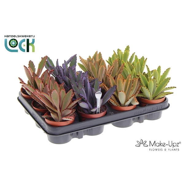 <h4>Kalanchoe Tomentosa Make Upz</h4>