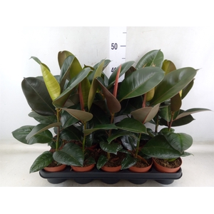 Ficus elastica 'Robusta'