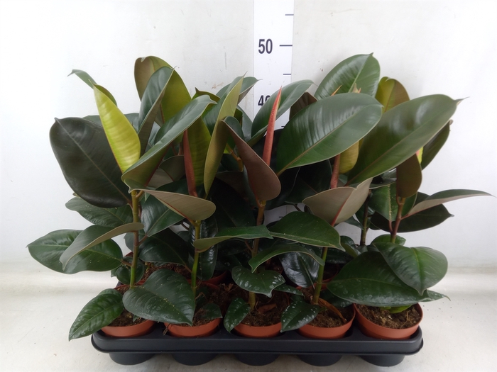 <h4>Ficus elastica 'Robusta'</h4>
