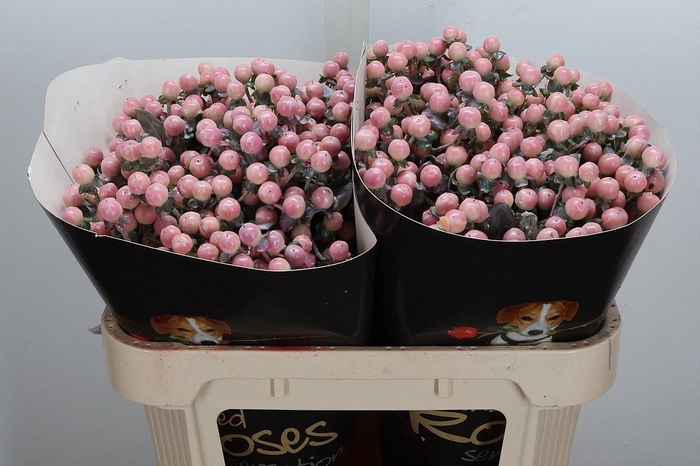 <h4>Hypericum Wx Oceana</h4>