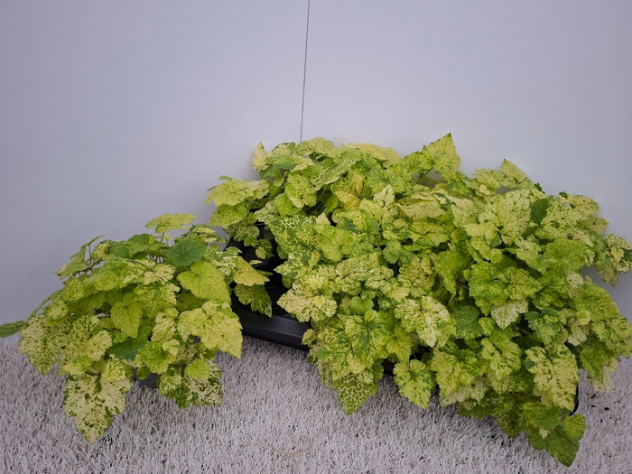 <h4>TOLMIEA M VARIEGATA</h4>