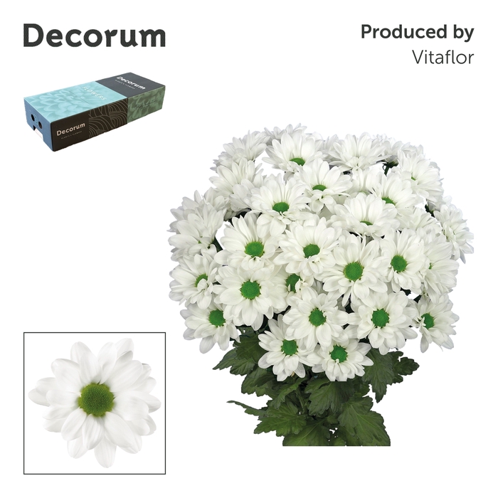 <h4>Chr T Kennedy Decorum exportbox</h4>