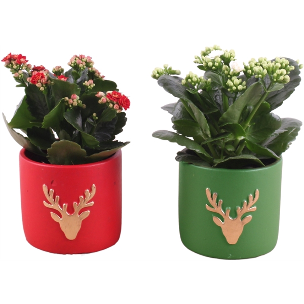 <h4>Christmas Arr.Indoor Ceramic Pot round reindeer red/gre 11cm1PP</h4>