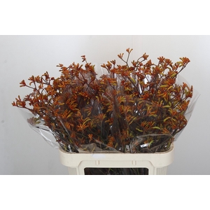 Anigozanthos Bush Sunset